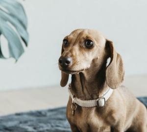 Kentucky Dog Collar Wool