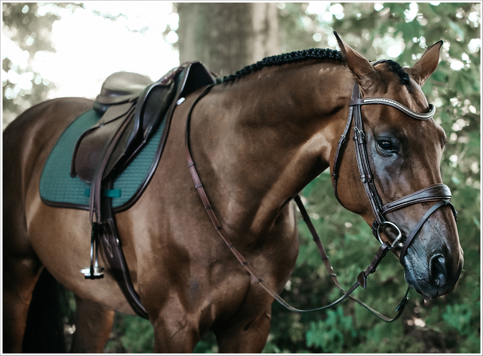 Nyheter och uppdateringar