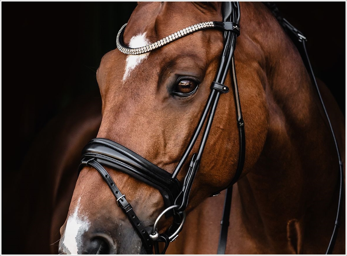 Schockemöhle x Isabell Werth