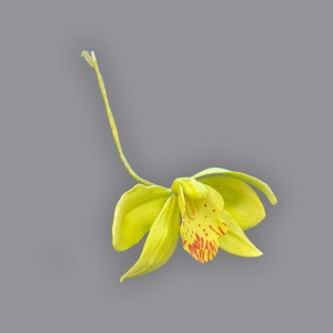 Utstickare - Cymbidium Orkidé