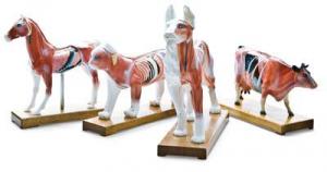 Hundmodell för akupunktur TILLFÄLLIGT SLUT