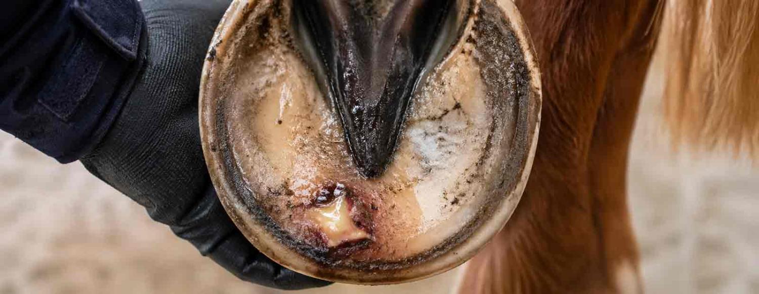 Hovböld hos häst i sulan med synlig infektion och varbildning som orsakar tryck och smärta.