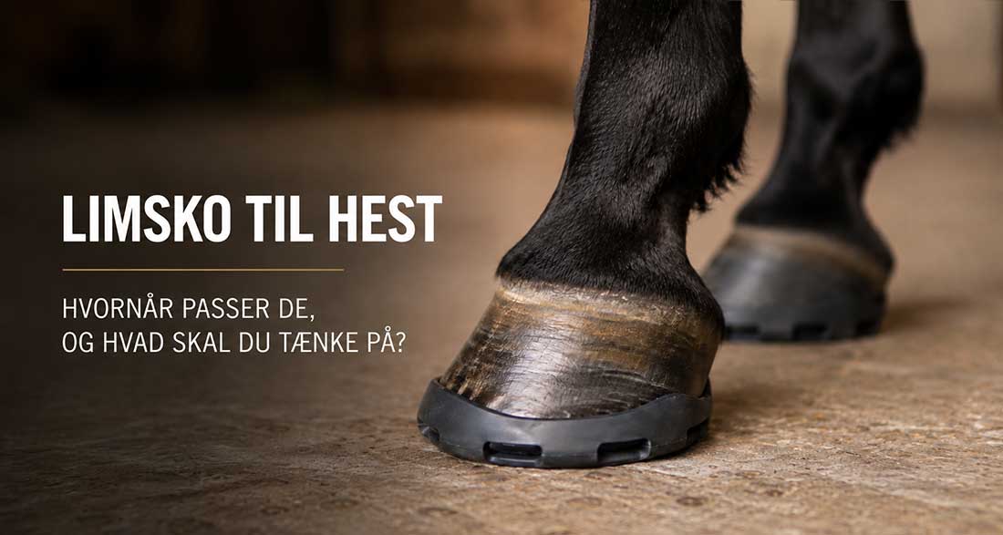 Nærbillede af hestehov med limsko i staldmiljø
