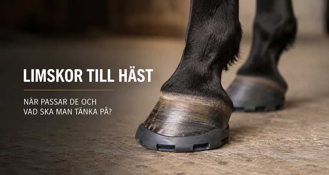 Närbild på häst med limsko – exempel på limskor till häst