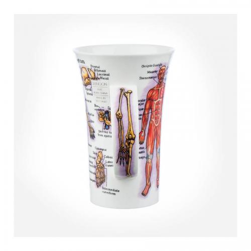 Mugg Dunoon Skelett muskler anatomy läkare sköterska sjuksköterska undersköterska present examen