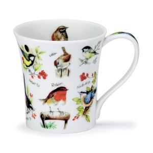 Jura Birdlife Robin