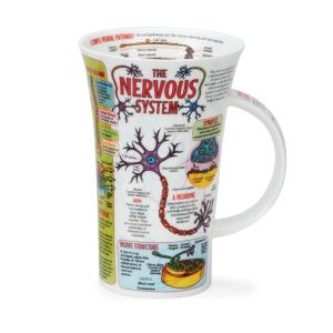 Glencoe The Nervous System