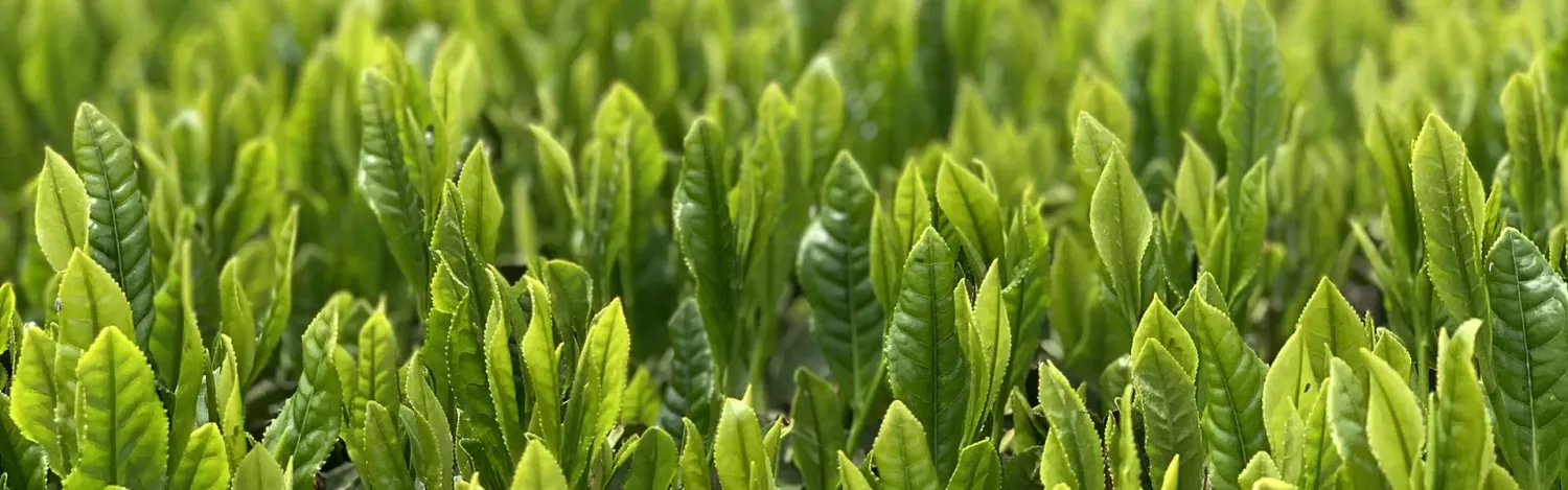 Sencha – te av högsta kvalitet | Tehuset Java