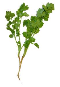 Coriander /Koriander 80g