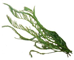 Acacia (Cha Om) 100g