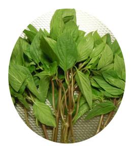 Sweet Basil /Sötbasilika 100g