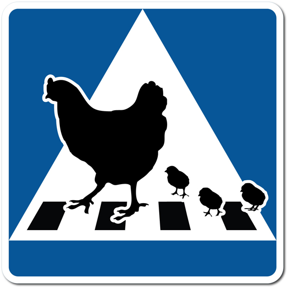 Höna med kycklingar: Övergångsställe