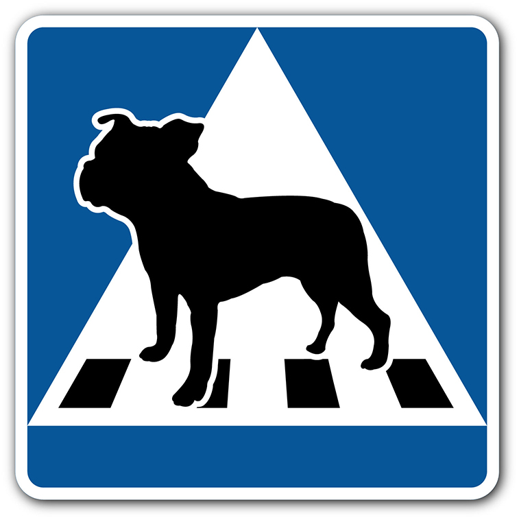 Staffordshire bullterrier: Övergångsställe