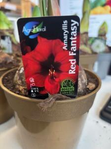 Amaryllis RED FANTASY JUMBO