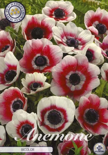 Anemonen Cor. Bicolor x20