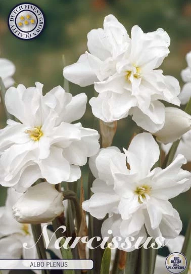Narcis Botanical Albo Plenus x5