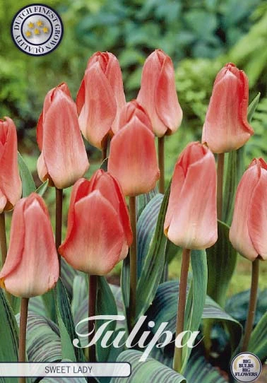 Tulp Greigii Sweet Lady x7