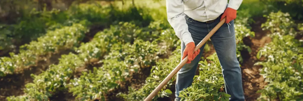 En person som gör trädgårdsarbete i en odling