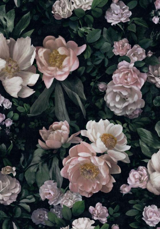 Tapet New Dawn Rose, In Bloom, fylliga rosor och pioner mot mörk bakgrund.