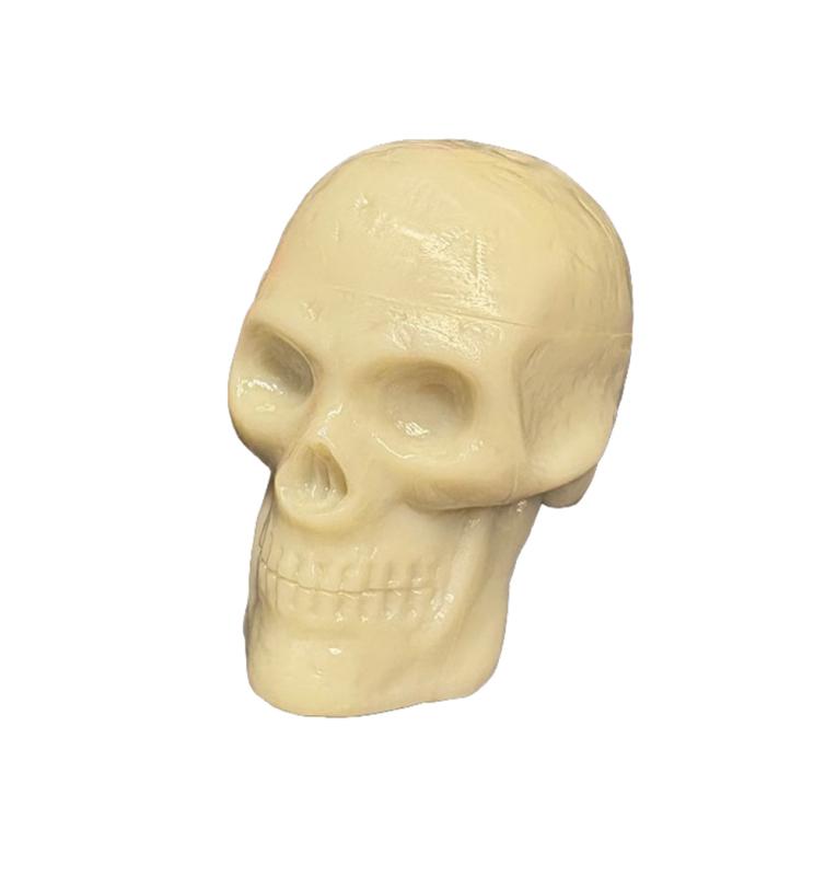 Grover Trophy Beadbrain Skull - Bone