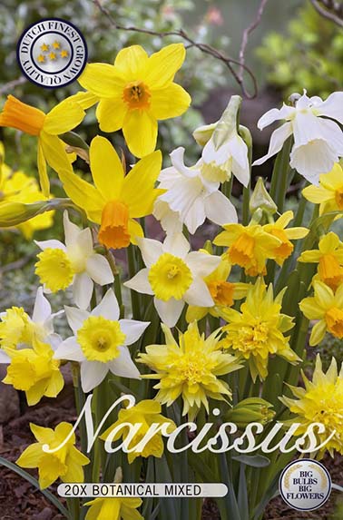 Narcis Botanicl mixed 20x