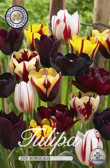 Tulipa Bordeaux x20