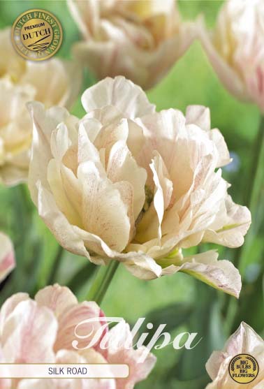 Tulp Double Early Silk Road x7