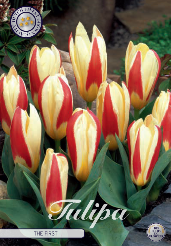 Tulp the first 7x