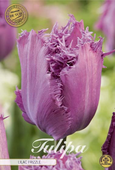 Tulp Fringed Lilac Frizzle x7
