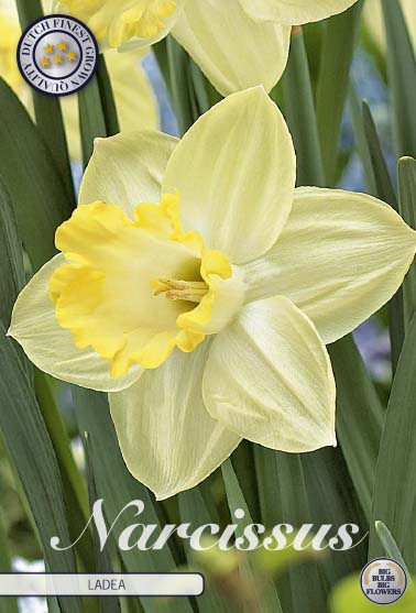 Narcissus Trumpet Ladea x5