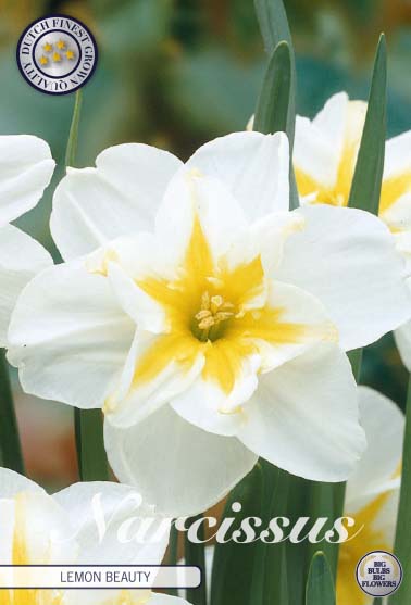 Narcis splitcrown Lemon beauty 5x