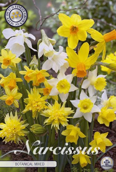 Narcis botanical mixed 10x