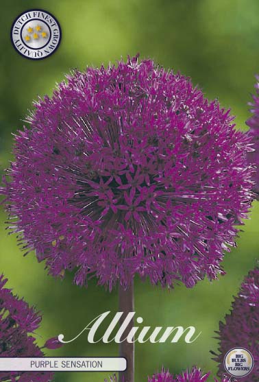 Allium Purple Sensation x5
