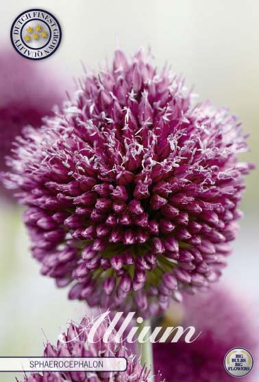 Allium Sphaerocephalon x20