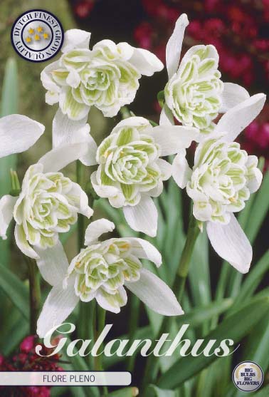 Galanthus flore pleno 7x