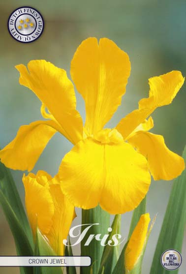 Iris Crown Jewel 15x
