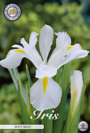 Iris White magic