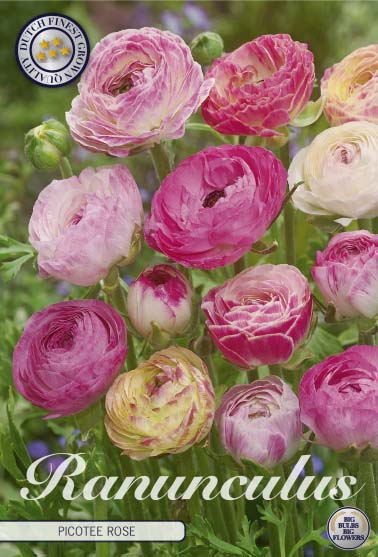 Ranunculus Picotee Rose x10