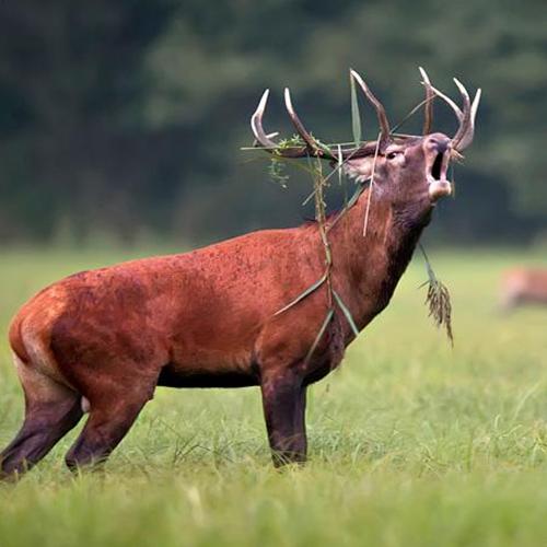 Vilt Frö Viltmästarens Klövvilt 10kg