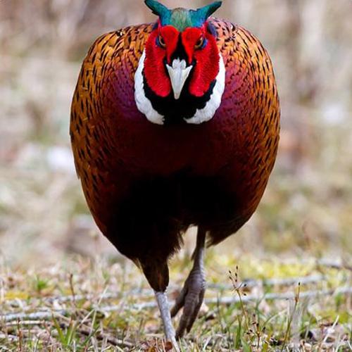 Vilt Frö Viltmästarens Fältfågel 5kg