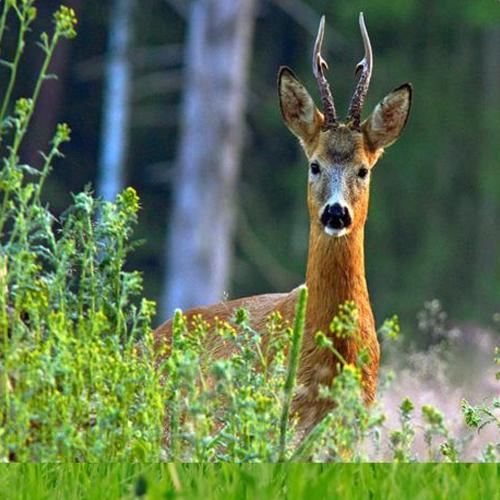 Vilt Frö Viltmästarens Intensiv 1kg