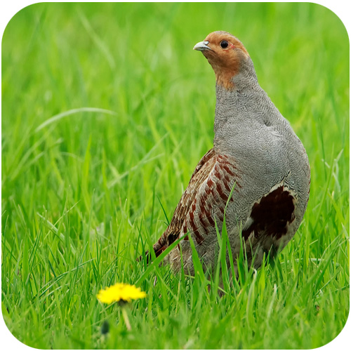 Vilt Frö Viltmästarens Glänta 20kg