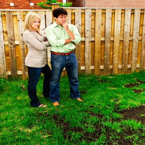 Blanding Af Græsfrø Repro 20kg