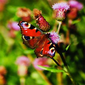 Butterfly And Hop Flowers Seed Mix 1kg