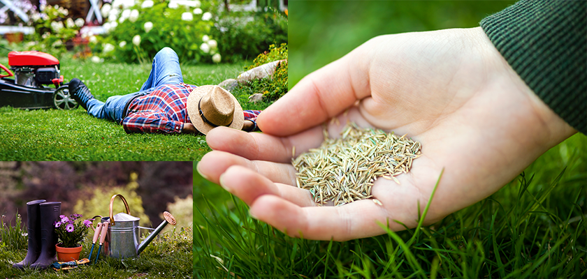 gräsfrö gräsmatta skånefrö banner nyhet bästa gräsfröet