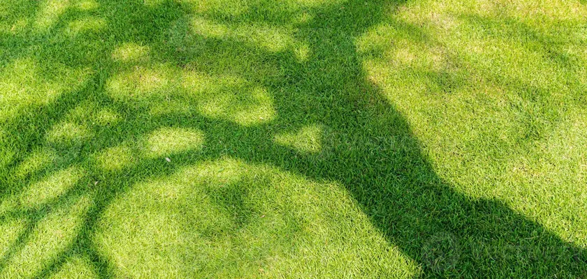 gräs shadow skånefrö gräsmata gräsfrö
