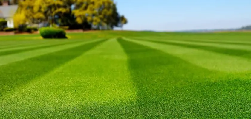 gräs siesta skånefrö gräsmata gräsfrö