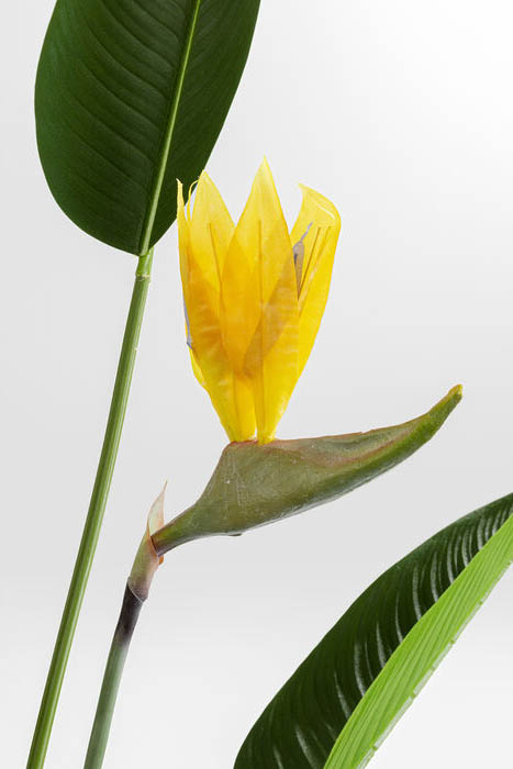 Närbild på en gul paradisblomma med blad