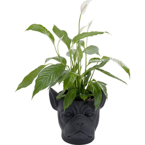 Kruka Bulldog, Mattsvart
