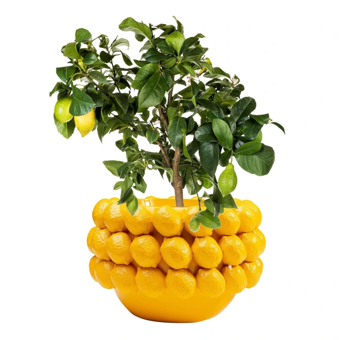 Kruka Lemon Juice Gul 22cm